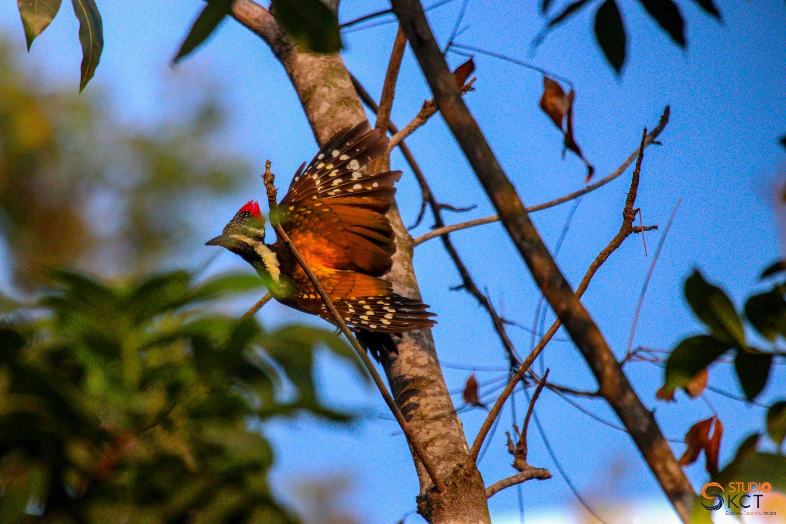 GBBC – CAMPUS BIRD COUNT 2024