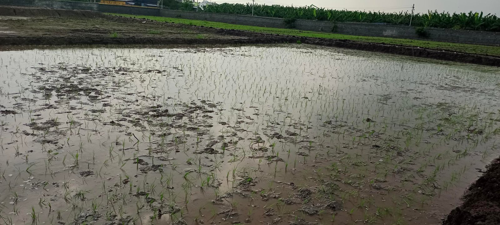 MODEL FARM FOR CLIMATE SMART AGRICULTURE​