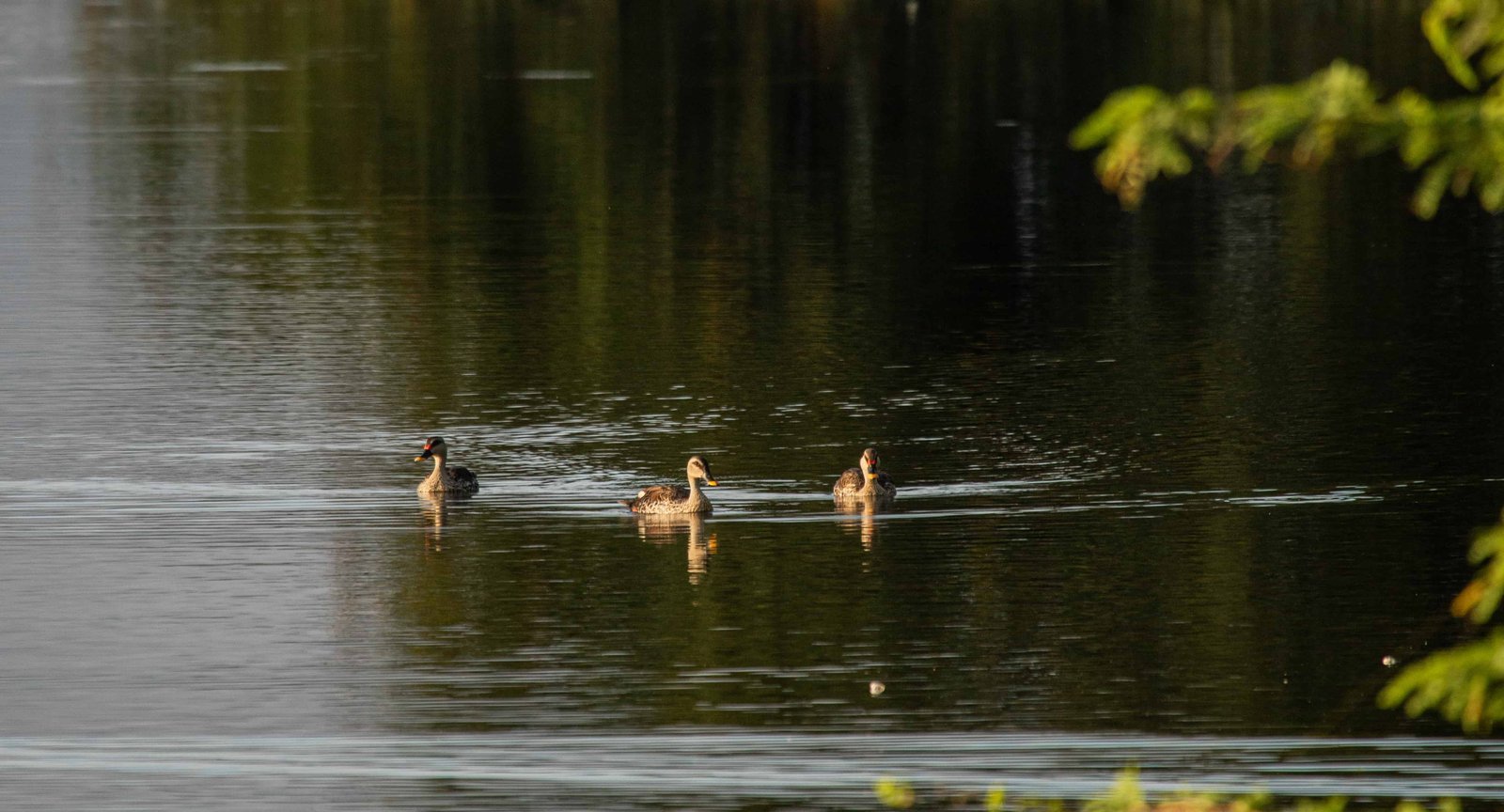 SAMATHUR WETLAND BIODIVERSITY DOCUMENTATION​