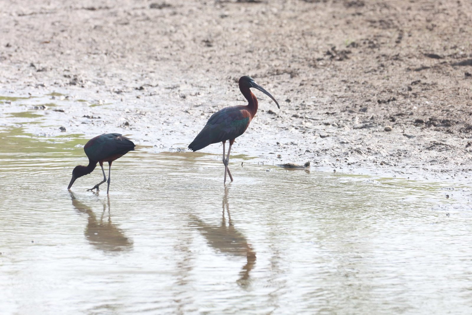 TAMIL NADU SYNCHRONIZED BIRDS ESTIMATE 2025 – COIMBATORE WETLANDS