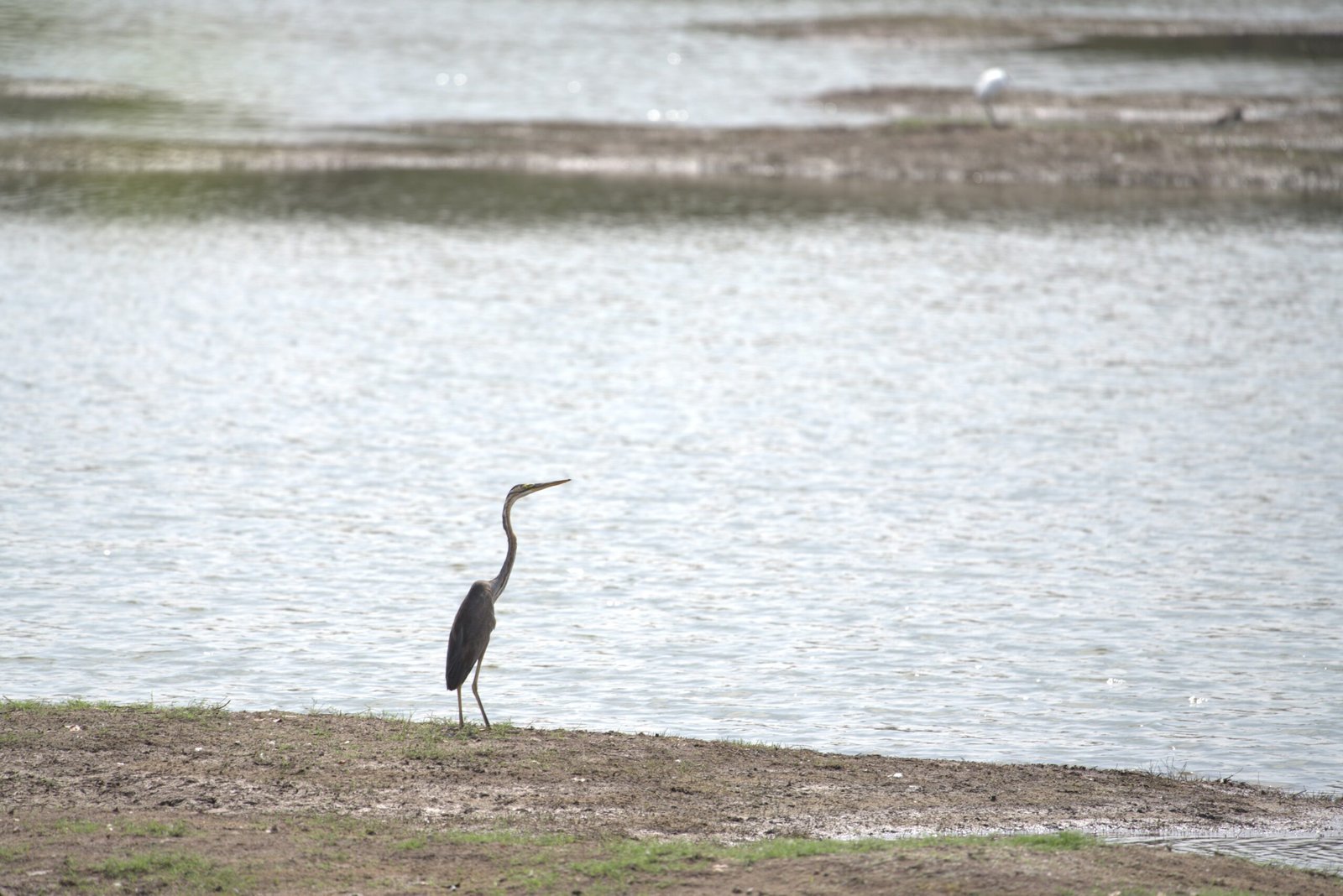 Samathur Wetland Biodiversity Assessment Study – Poster Presentation at Tropentag Conference